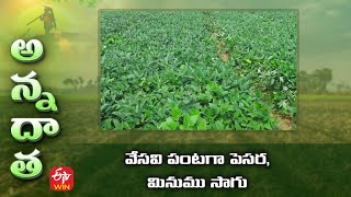 వేసవి పంటగా పెసర, మినుము సాగు | Summer green gram \u0026 black gram varieties and cultivation tips | ETV