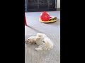 【可愛い】子犬の一人遊びを隠し撮りしてみたら my puppy enjoys me time 【トイプードルのルナ】【toy poodle】【dog】