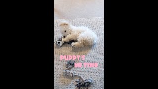 【可愛い】子犬の一人遊びを隠し撮りしてみたら My Puppy Enjoys Me-Time!【トイプードルのルナ】【toy poodle】【dog】