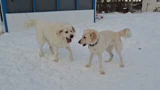 The Ideal Qualities of a Livestock Guardian Dog - The Mental Traits That Make a Good LGD