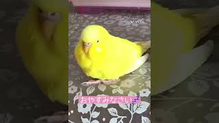 ただ眠たいセキセイインコ🐥# shorts 可愛い💖