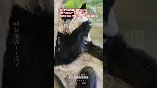 網友呼吁盡早接回旅美大熊貓“丫丫”，知情人：中國動協已派專家赴美協商，如果手續辦理順利，丫丫將提前回國