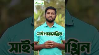 ভুট্টার কাটুই পোকা দমনে যেসব কীটনাশক ব্যবহার করবেন | Pesticides to use to Control Corn Borer