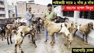 পাইকারী দামে ২ দাঁত,৪ দাঁত বয়সের উন্নত জাতের ছাগল কিনুন ঢাকার যাত্রাবাড়ি থেকে indian goat price