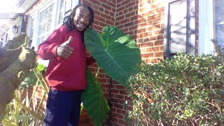 How to Save Your Elephant Ears During Winter ALOCASIA PLANT HAND POLLINATE Gardening For Beginners