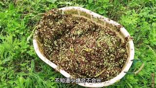 阿金打捞几筐浮萍，给小龙虾塘遮阴，能降低水温当饵料