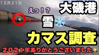 大磯港　カマス調査　2021年ありがとうございました🙇‍♂️