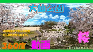 ３６０度動画　大仙公園の桜（２０２２年４月４日）Insta360 ONE X2