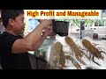 Paano Mag- Alaga at Magpadami ng Crayfish? | Australian Red Claw