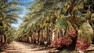 कैसे की जाति है खजूर की खेती | खजूर का खेत और फसल | Dates Palm Farm and Harvest - Dates Processing.