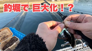 網をすり抜け釣り堀内で巨大化した魚を釣る