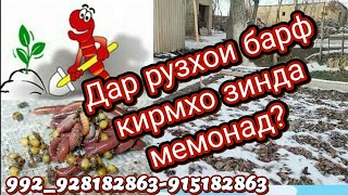 Дар рузхои хунук кирмхо чи мешавад? Биогумус Истаравшан Биогумус Тажикистан.