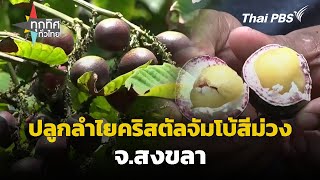 ปลูกลำไยคริสตัลจัมโบ้สีม่วง จ.สงขลา | ทุกทิศทั่วไทย | 29 เม.ย. 67