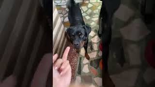 Middle finger in front of my dog | Roxy Cheeni | review reloaded | #shorts
