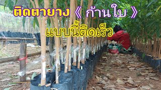 ติดตายางก้านใบ | DEAW CHANNEL