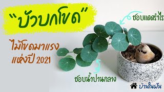 บัวบกโขด ไม้โขดมาแรงแห่งปี 2021 เลี้ยงง่ายๆ I บ้านในฝัน EP.119