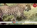 पैंथर से ये कैसी शरारत लोगों का यह सितम कहां तक उचित jaivardhan news panther in rajsamand