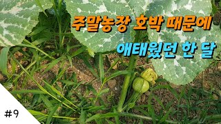 쫄보 초보 농부!! 농담에 애태우던 날들! ㅣ텃밭 호박키우기 ㅣ주말농장 ㅣ