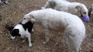 borzoi and Border collie