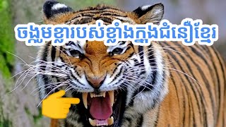 មកមើលចង្កូមខ្លាធំបងប្អូន