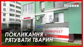 Ветеринарні травматологи - найзатребуваніші у ветклініках Харкова