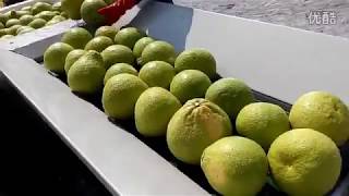 Automatic grapefruit grading sorting machine