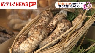 秋の味覚マツタケ　県内産がようやく入荷　広島・庄原市