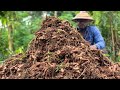 HOW I MADE GHc5250 FROM THIS SMALL PORTION OF LAND FARMING TURMERIC 😀🤯🤑