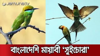 শিকারকে নির্বিষ করে খেতে পটু 'সুইচোরা' পাখি | shuichora