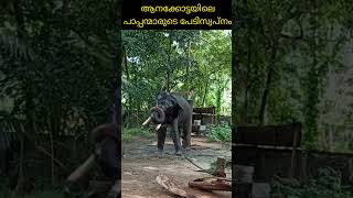 ലക്ഷണപൊരുത്തങ്ങളേക്കാൾ അധമലക്ഷണങ്ങൾ ഉണ്ടായിരുന്ന ആന #elephant #elephantattack