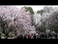 六義園のしだれ桜；cherry blossom in rikugien at komagome tokyo