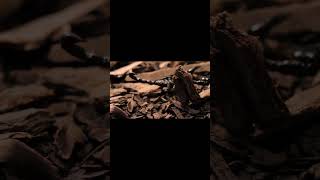 Black scorpion walking closeup #scorpion #shortvideo #shorts #short #ytshorts #shortviral