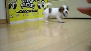 かわいい子犬COOLLYのボール遊び Jack Russell puppy ☆ ジャックラッセルテリア