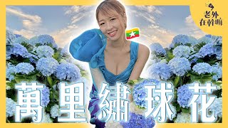 全台最大萬坪繡球花田～緬甸美女Model搶拍打卡｜萬里高家繡球花齊綻放～異國新人拍婚紗、閨蜜打卡寫真、親子放電之旅～大推薦！