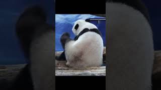 圓寶舉小肥腿抓抓好可愛 #panda #yuanbao #shorts #圆宝 #貓熊