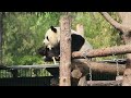 240425 大熊猫萌兰 么么儿坐在栖架上吃竹子 大熊猫 panda menglan cutepanda zoo