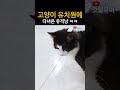 전방에 힘찬 야옹 3초간 발사