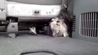 Dog squeezed through narrow car seat gaps