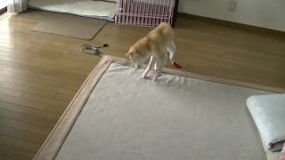 柴老犬。右にグルグル