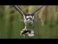 Nikon Z7 vs D850 vs D500 Bird in Flight Wildlife Auto Focus Comparison and Performance