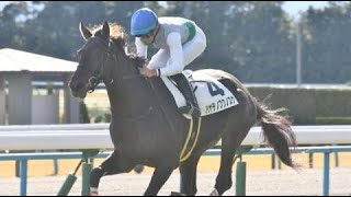 2歳未勝利　芝右2000m　ハヤテノフクノスケ　牡2　56　岩田望来　2023.11.18　　出走馬：ショウナンガチ、ベルベストランナー、アルヒジュル、テーオーカルドア、コスモモアナ、モズトップガン他