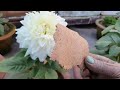 डहलिया के पौधों की ऐसे करें देखभाल और दे यह दो खाद how to grow and care dahlia plant dahliaplant