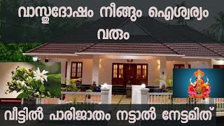 വാസ്തുദോഷം നീങ്ങും ഐശ്വര്യം വരും; വീട്ടില്‍ പാരിജാതം നട്ടാല്‍ നേട്ടമിത് | malayalam jyothisham|astro