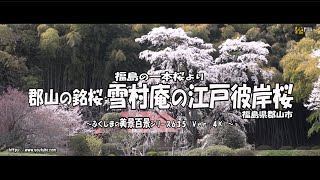 福島の一本桜より Ｖｅｒ. 4Ｋ～ 郡山市の銘桜  雪村庵の江戸彼岸桜 ～