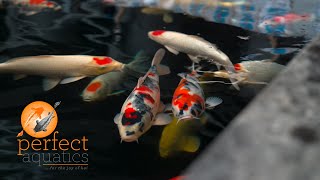 Our Japanese Koi Department | Perfect Aquatics Ltd