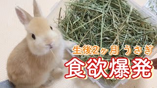 生後2ヶ月のうさぎの部屋んぽでもりもり食べる食欲がすごいw