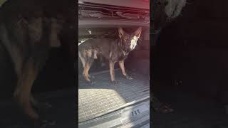 Baron loading into the car #guarddogs #dogtraining #k9protection #puppy #k9security #protectiondog