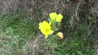 Evening primrose, a plant renowned for its oil