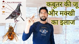 Kabutar ki ju aur makkhi ka ilaaj | कबूतर की जू और मक्खी का इलाज @kabootarihs