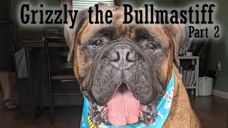 Grizzly the Bullmastiff The Laziest Lump Part 2 Why Bullmastiffs Are the Best dog lazy sleeping dog